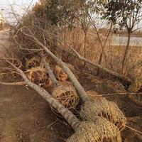 大量构树苗、大规格构树、苗木直销