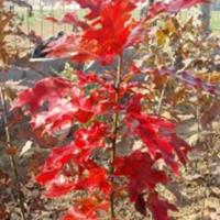 供应北美红栎小苗|北美红栎基地|美国红橡树价格|红栎报价