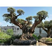  橄榄树 树桩100-150公分批发 西班牙* 百年老树桩