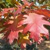 北美红栎小树苗价格多少钱一株