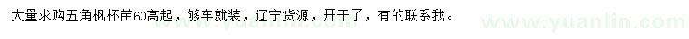 求购高60公分五角枫