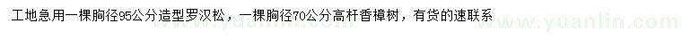 求购胸径95公分造型罗汉松、胸径70公分高杆香樟