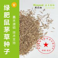 果园生草技术丨鼠茅草的优势丨鼠茅草种子丨*鼠茅草丨嘉禾源硕