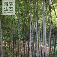 江苏景曜生态苗木基地/供应/毛竹/图片/产地直销/批发价格