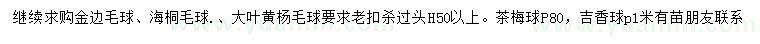 求购金边毛球、海桐毛球、大叶黄杨毛球等