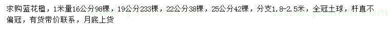 求购1米量16、19、22、25公分蓝花楹