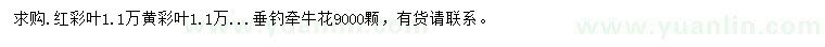 求购红彩叶、黄彩叶、垂钓牵牛花