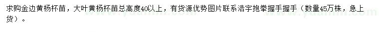 求购高40公分以上金边黄杨、大叶黄杨