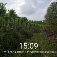 五万多棵宫粉洋紫荆地苗！一口价188万