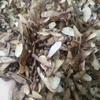 新采鸡爪槭种子 小叶鸡爪槭种子价格 种子图片展示