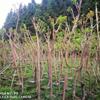 福建龙岩提供湿地树种—风箱树苗、大树