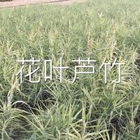 花叶芦竹，海量供应500万，*水生植物基地