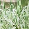 水生植物马蹄莲水仙鱼腥草芡实碗莲再力花苦草梭鱼草花叶芦竹