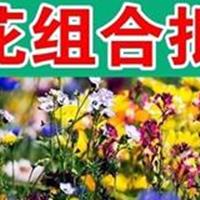 草花种子 野花组合种子 观赏花卉一斤快递发货，再力花种子