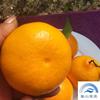 象山黄美人柑橘苗批发，优质晚熟杂柑，*新品种柑橘