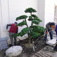 苏州庭院绿化 别墅景观绿化工程 庭院苗木采购 景观树种植基地