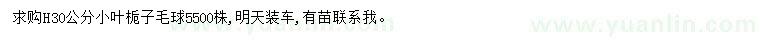 求购高30公分小叶栀子毛球