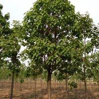 梓树在园林绿化中优点有哪些/管理梓树的方式方法有哪些/