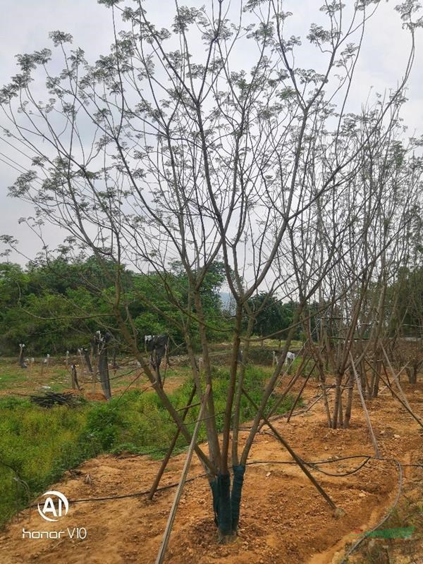 重庆地区原生丛生蓝花楹出售