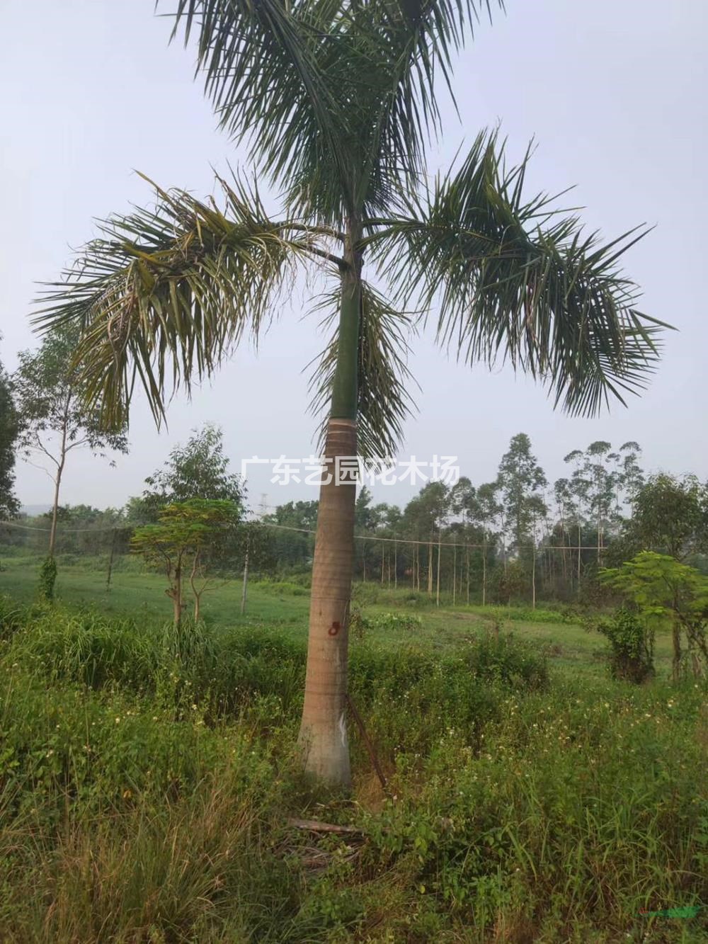 大王椰子(大王椰子树是常绿植物吗)