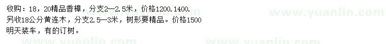 求购18、20公分香樟、18公分黄连木