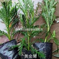 小杯黄金菊基地实拍视频 浙江小杯黄金菊大量批发 可供嘉兴小杯黄金菊