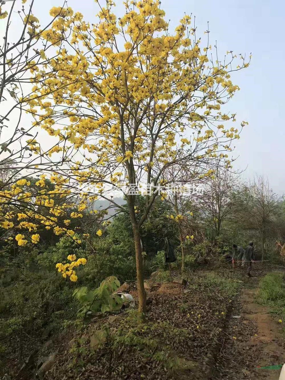 优质特价黄花风铃木15公分移植苗地苗产地直销