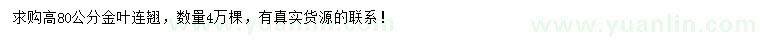 求购高80公分金叶连翘