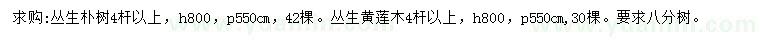 求购高800公分丛生朴树、丛生黄连木