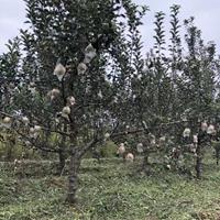 苹果树基地·烟富苹果苗·短枝苹果苗·长枝苹果苗价格多少钱