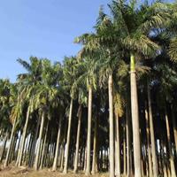 大王椰子树价格 漳州7米8米大王椰子树批发报价