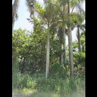 大王椰子价格 福建大王椰子基地销售 工程绿化