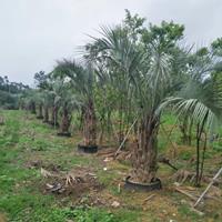 布迪椰子价格 福建布迪椰子基地自产自销 假植苗 断根苗