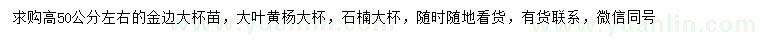 求购金边女贞、大叶黄杨、石楠