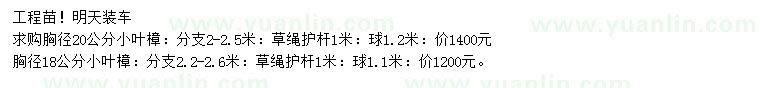 求购胸径18、20公分小叶樟