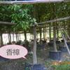 福建香樟树   米径10-15cm   袋苗