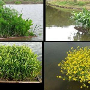 水生植物_水面上绿化生态景观装置_绿化工程技术标准