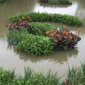 漂浮湿地_芦苇苗批发基地_四季芹蔬菜水上种植