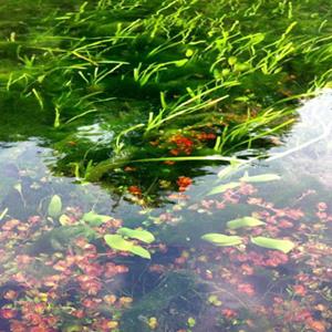 水生植物_河道生态修复工程方案_四季芹蔬菜水上种植