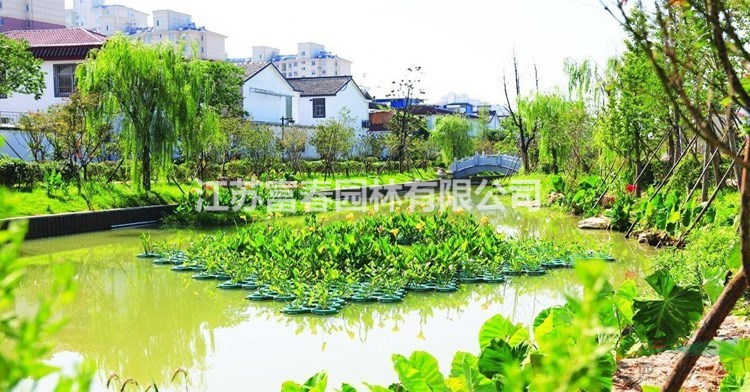 湖面绿化 荷花种苗哪里有卖 水上景观植物种植价格 供应 图片 江苏富春园林有限公司