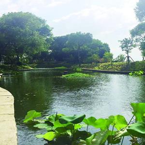 水面稻田浮岛_人工浮岛生态浮岛_河道景观绿化