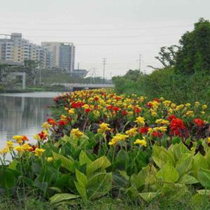 水上绿化_水生植物浮岛_绿化效果图大全