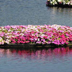 浮岛设计_大型人工浮岛_沉水植物