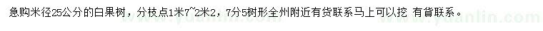 求购米径25公分白果树