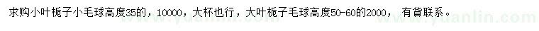 求购高35公分小叶栀子球、高50-60公分大叶栀子球