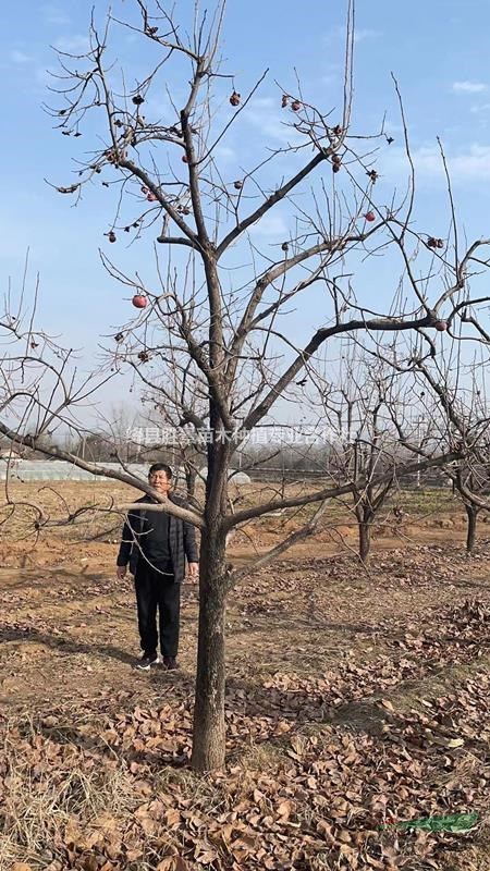 柿子樹基地,柿子樹多少錢,景觀點綴柿子樹,山西柿子樹基地_種植廠家