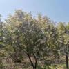 文冠果，2-10公分文冠果，文冠果树