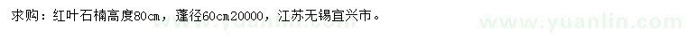 求购高80公分红叶石楠