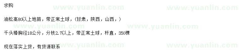 求购高80公分以上油松、胸径18公分千头椿