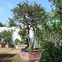 适合院子栽的大石榴树 红袍石榴树 果树